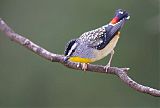 Spotted Pardalote